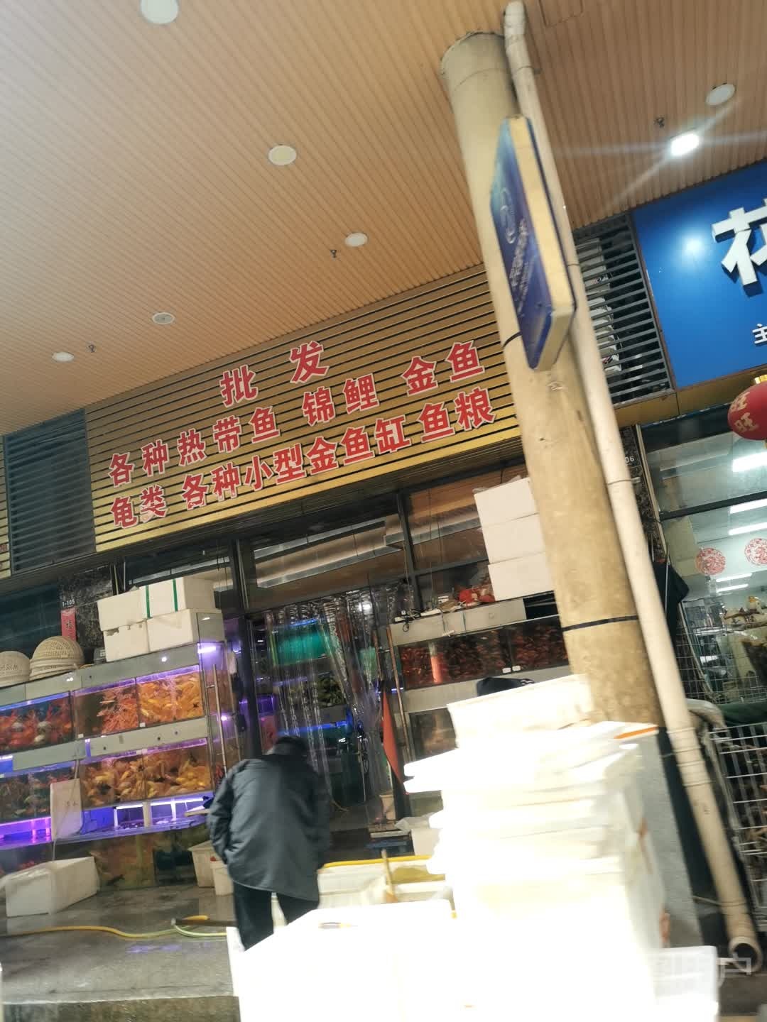批发各种热带鱼锦鲤