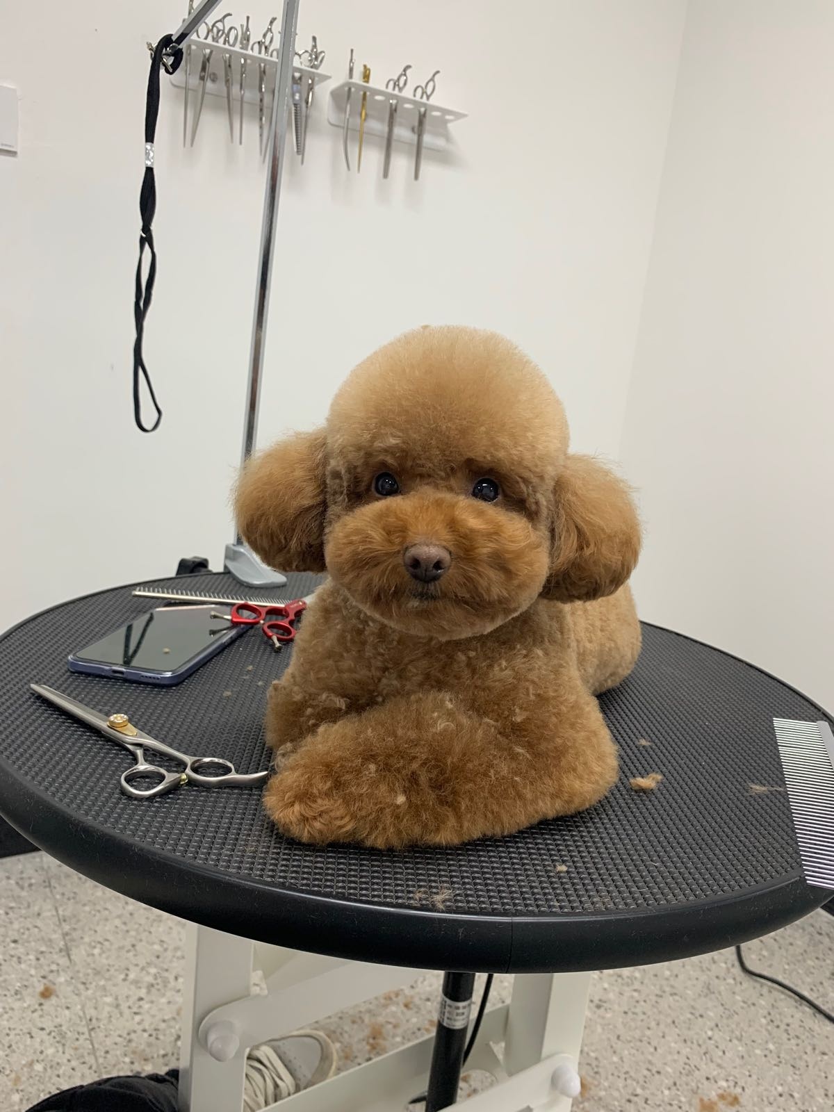 宠爱尼