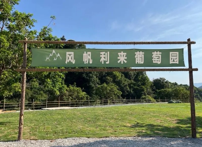 风帆利来葡萄园