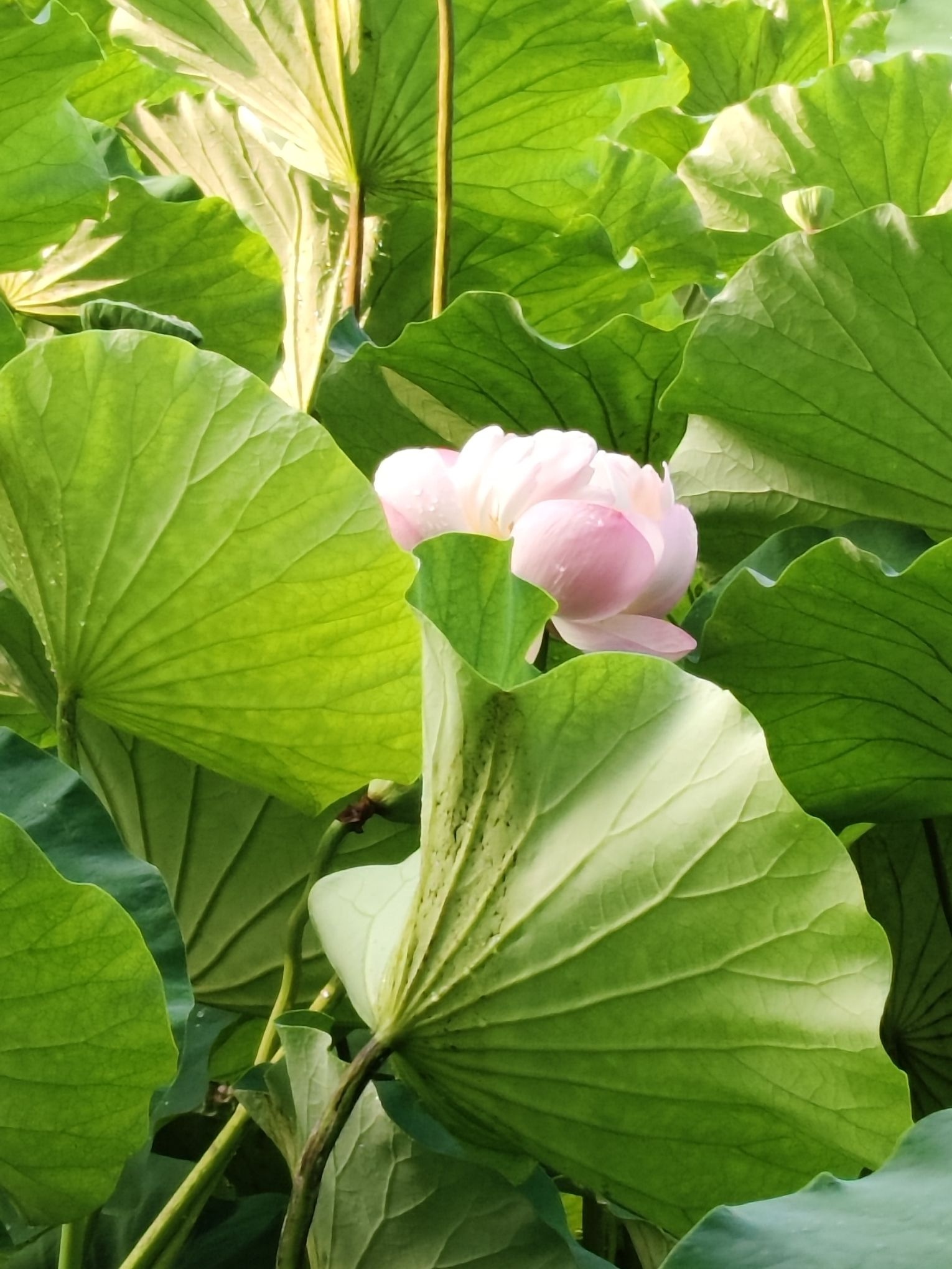 柳树湾景区区