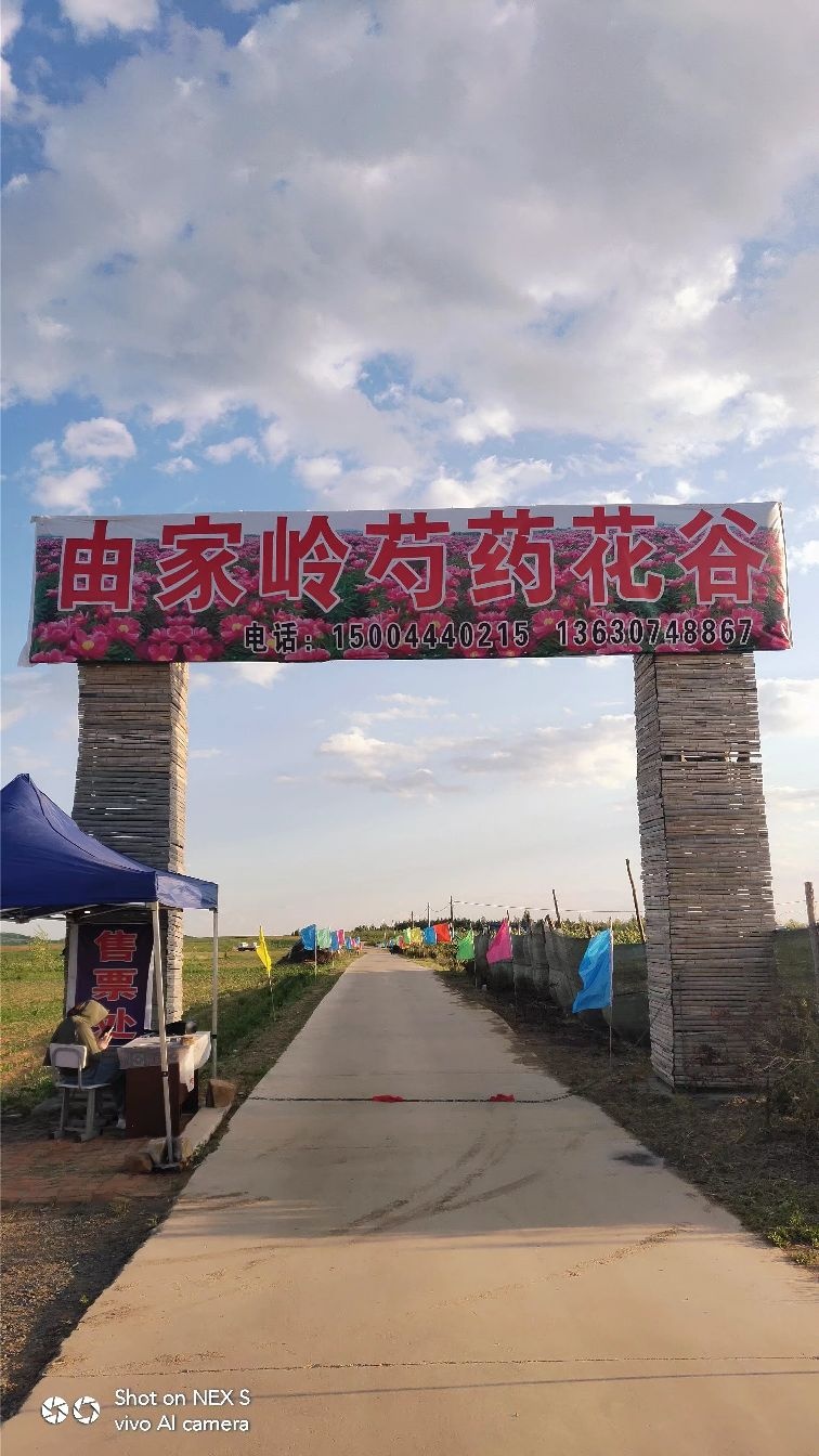 由家岭芍药花谷