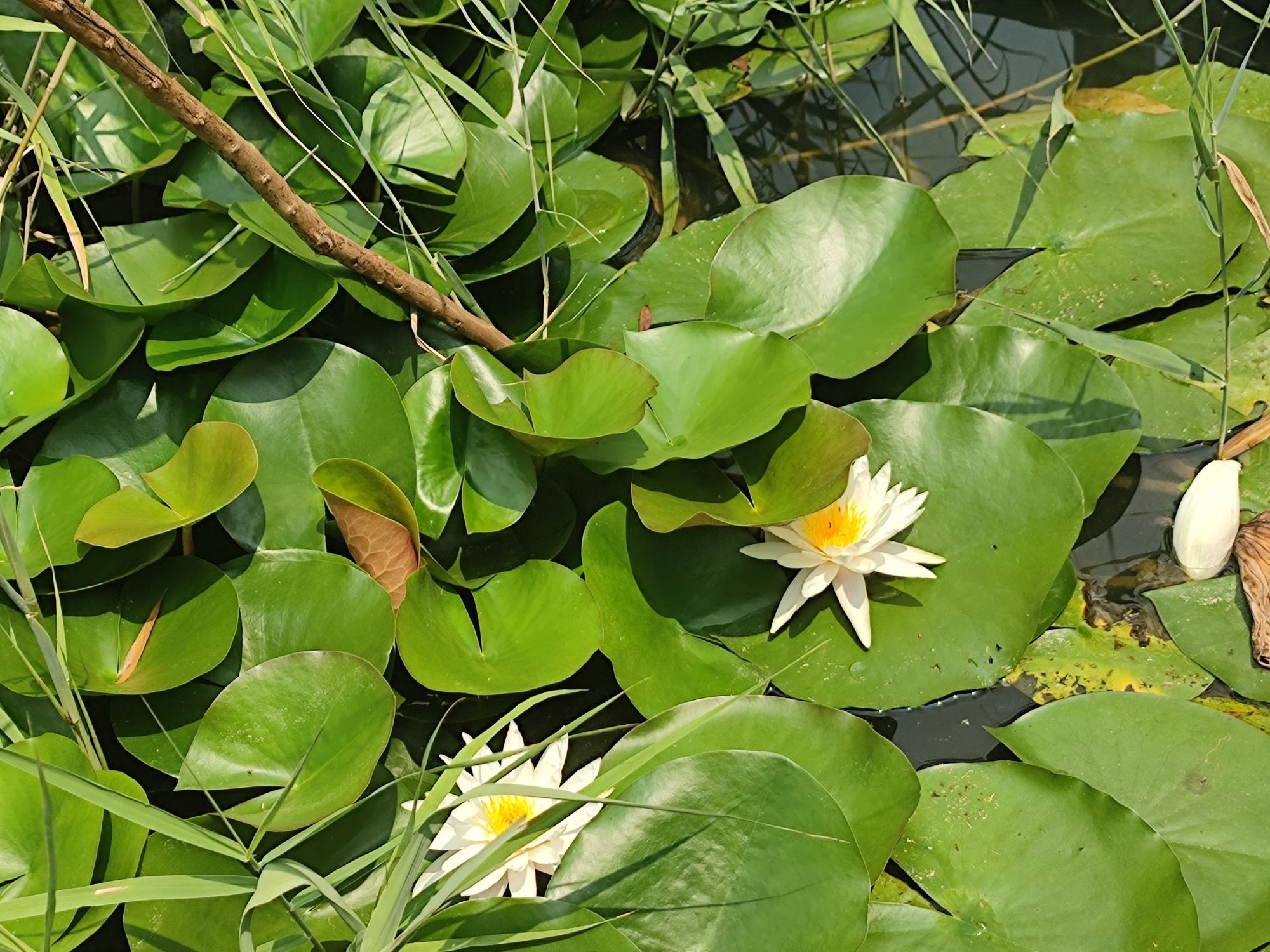 大沙河国家湿地公园