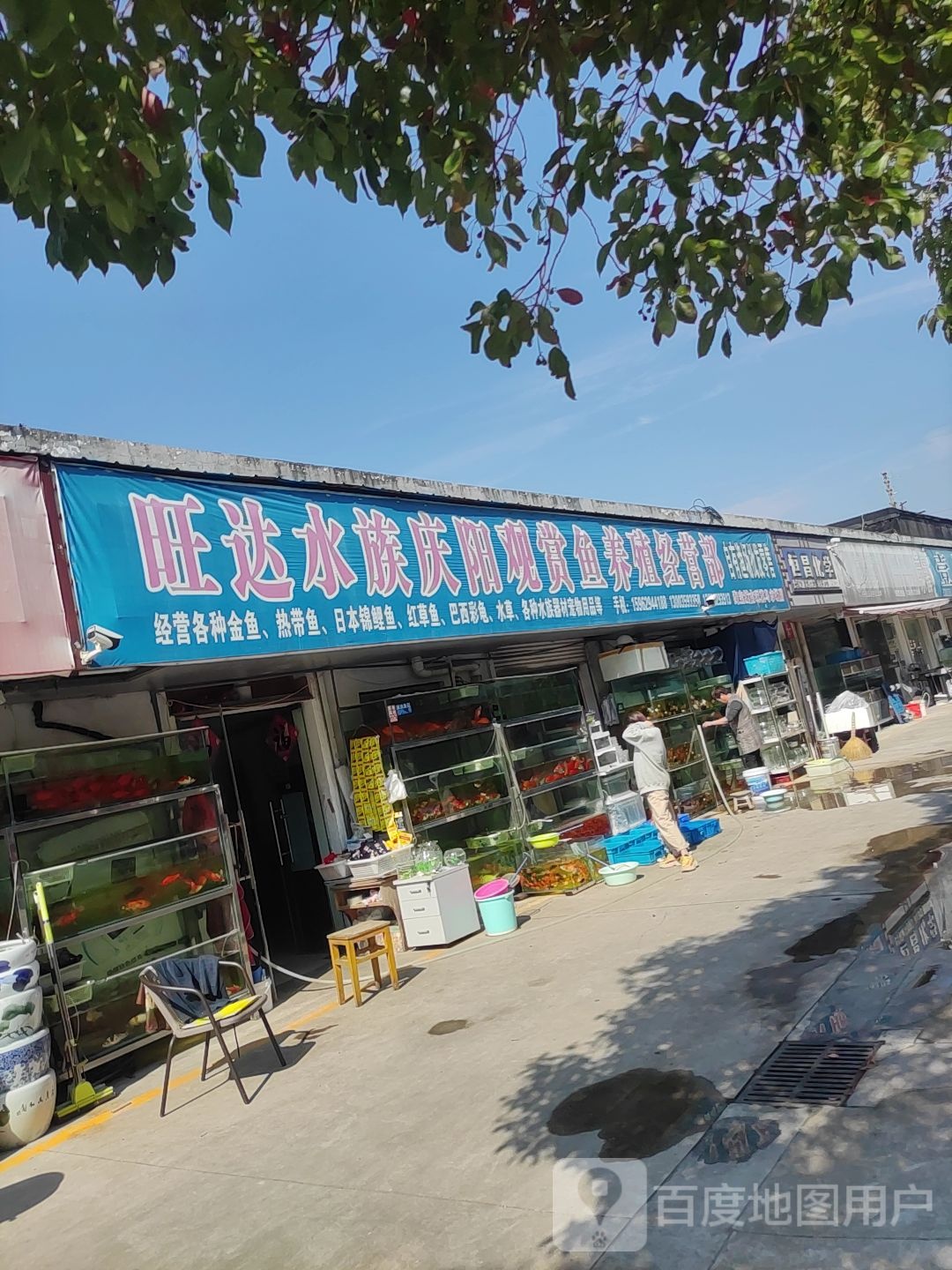 旺达水族庆阳观赏鱼养殖经营部