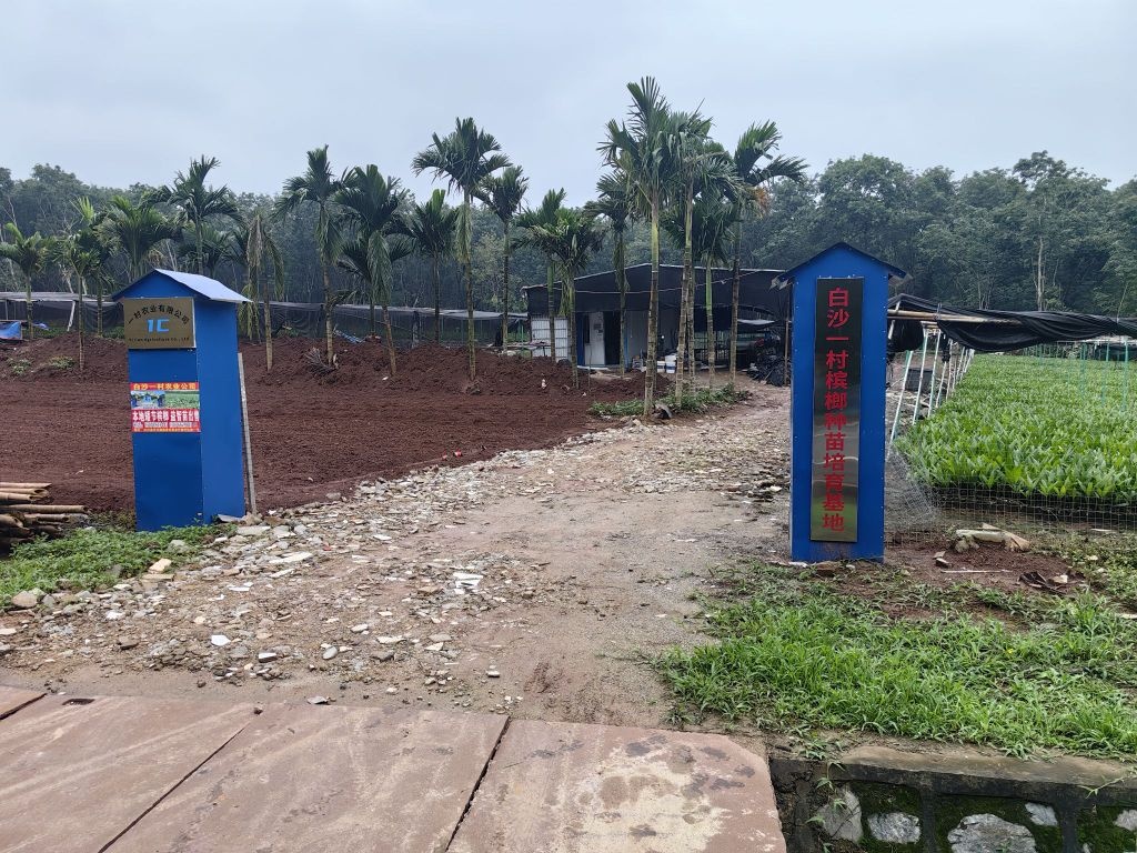 白沙一村槟榔种苗培育基地