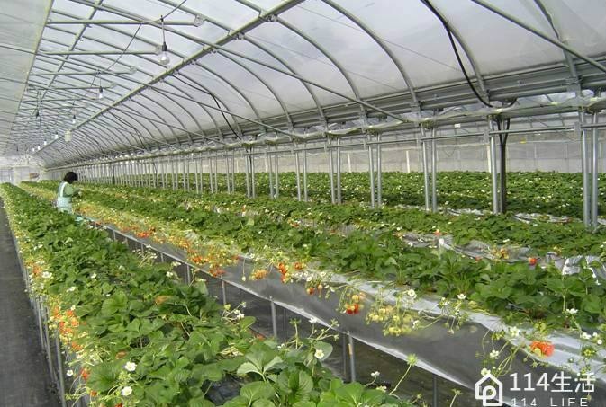 西安市灞桥区白鹿原果果草莓园