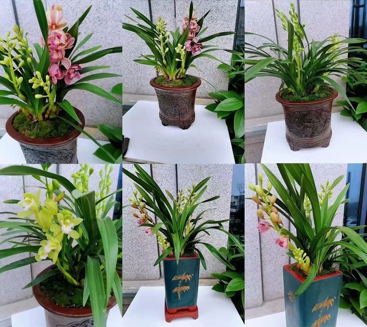 静待花开鲜华绿植(英伦华店)