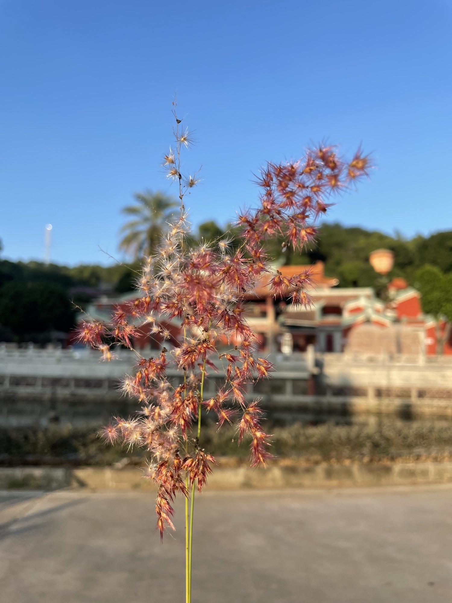 别峰古寺