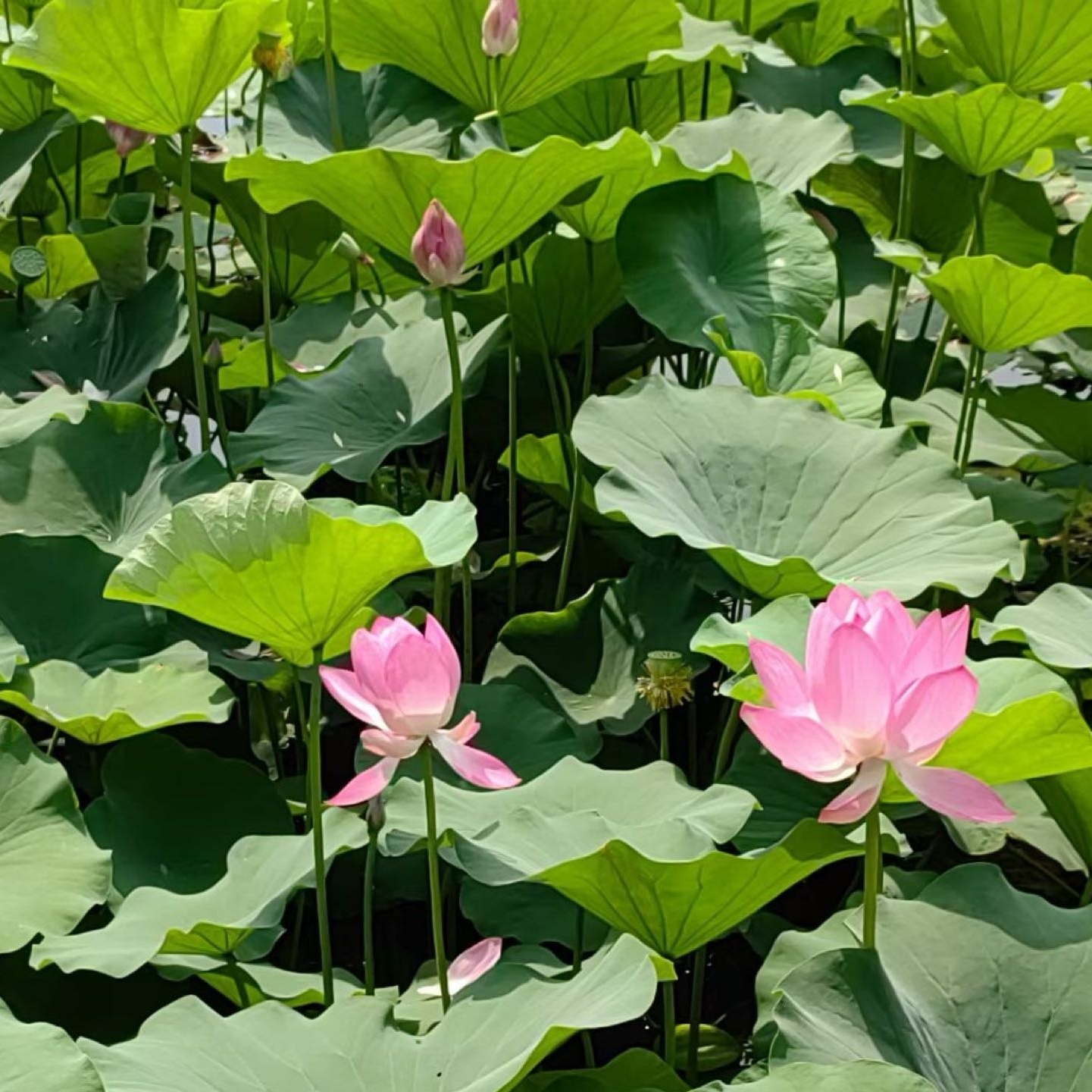 清华大学-荷塘月色