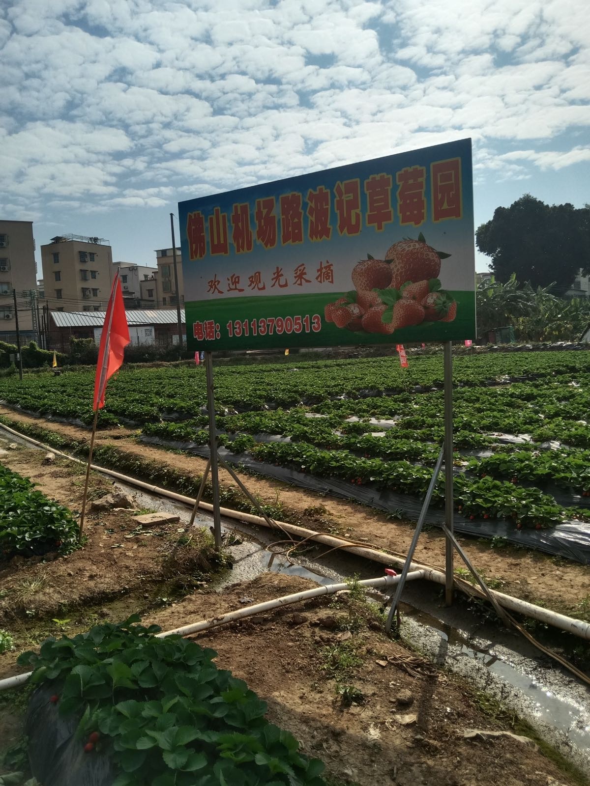 佛山机场路波记草莓园