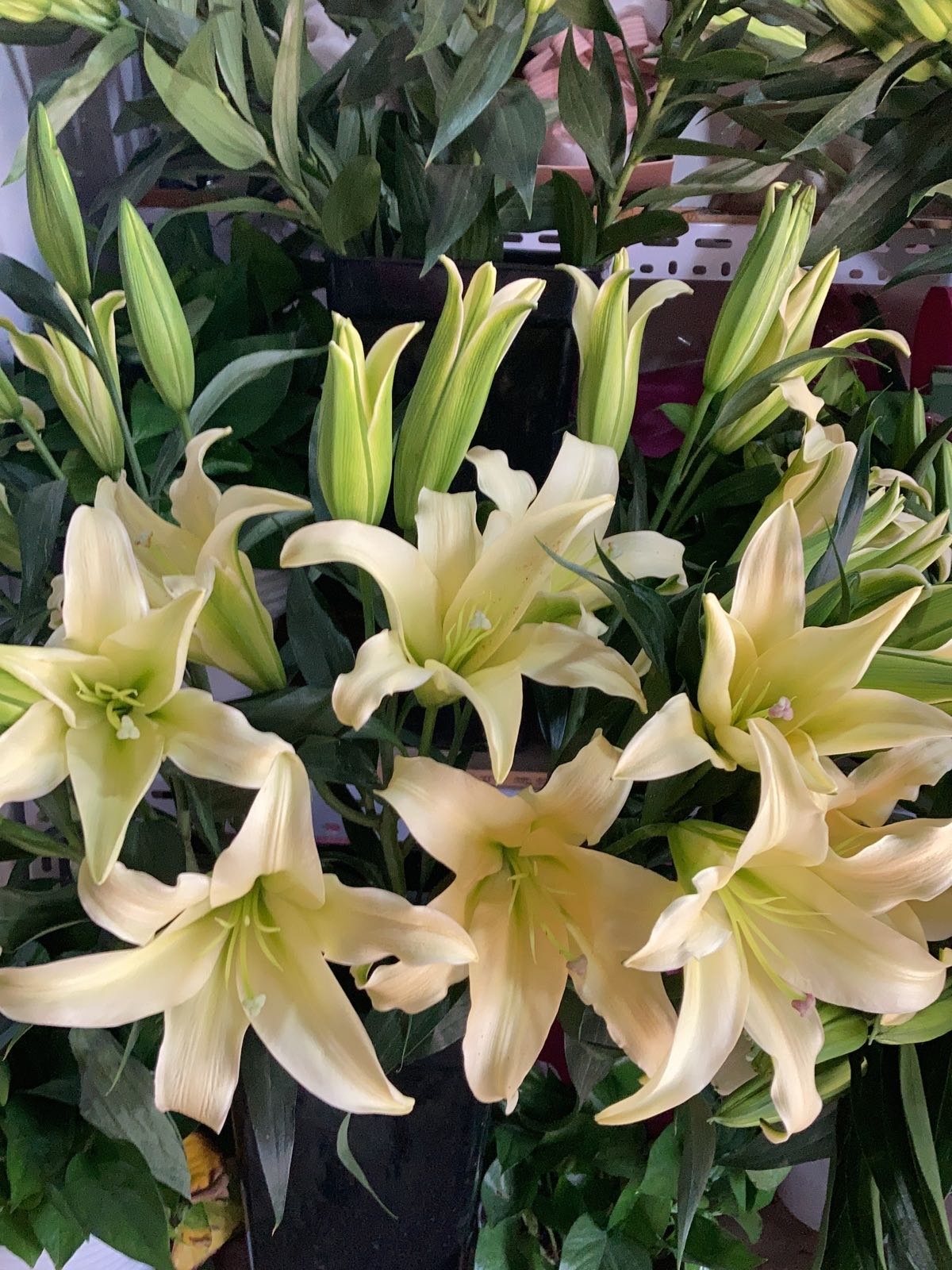 百花香鲜花店(宏福苑店)