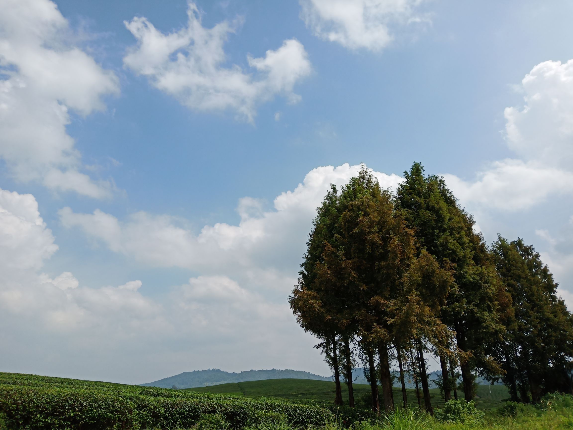 茶海景区