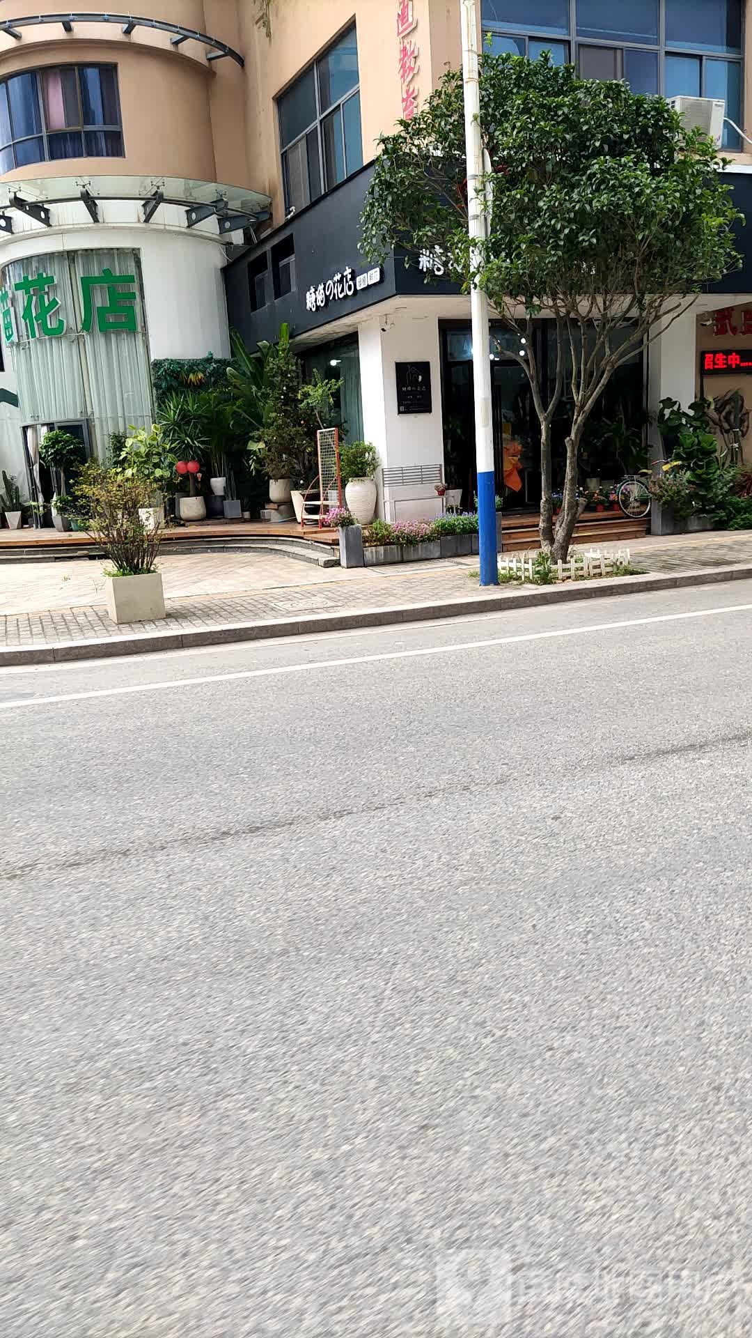 糖猫的花店
