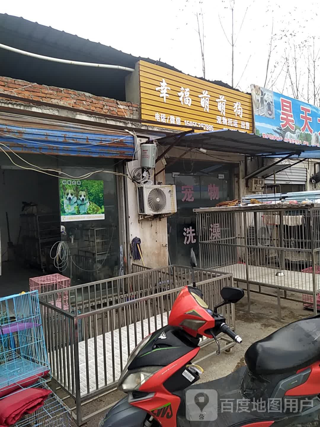 幸福萌萌狗