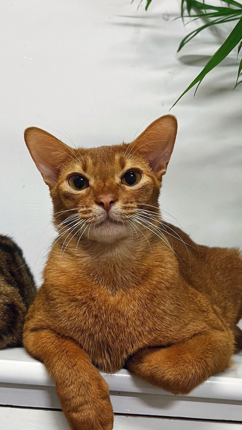 猫猫岛