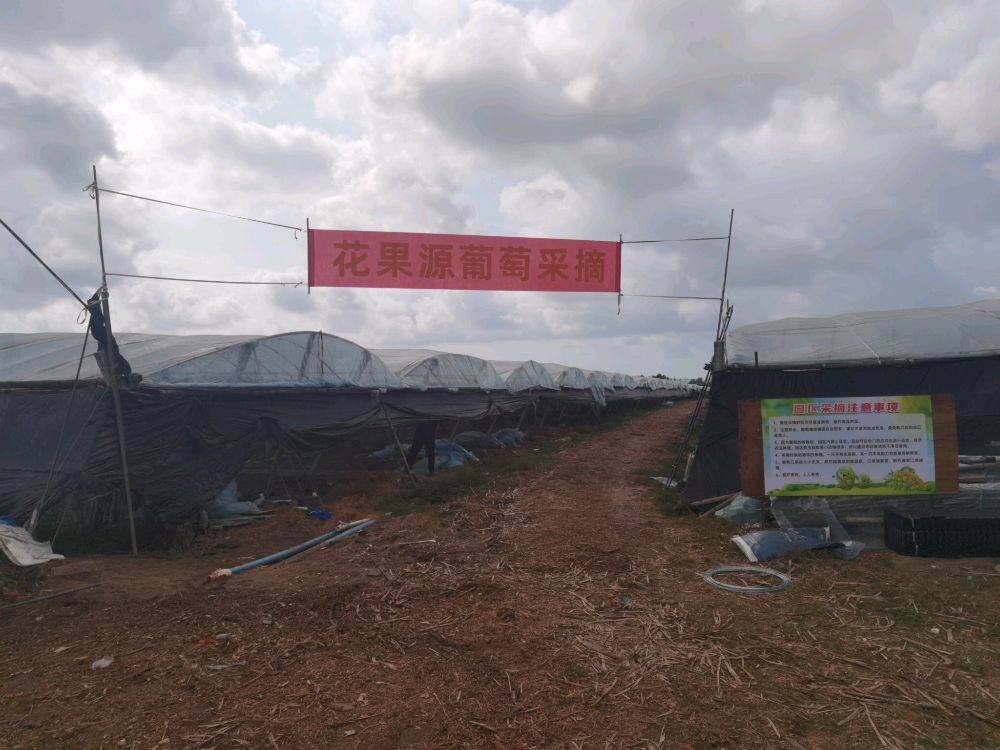 花果源葡萄基地