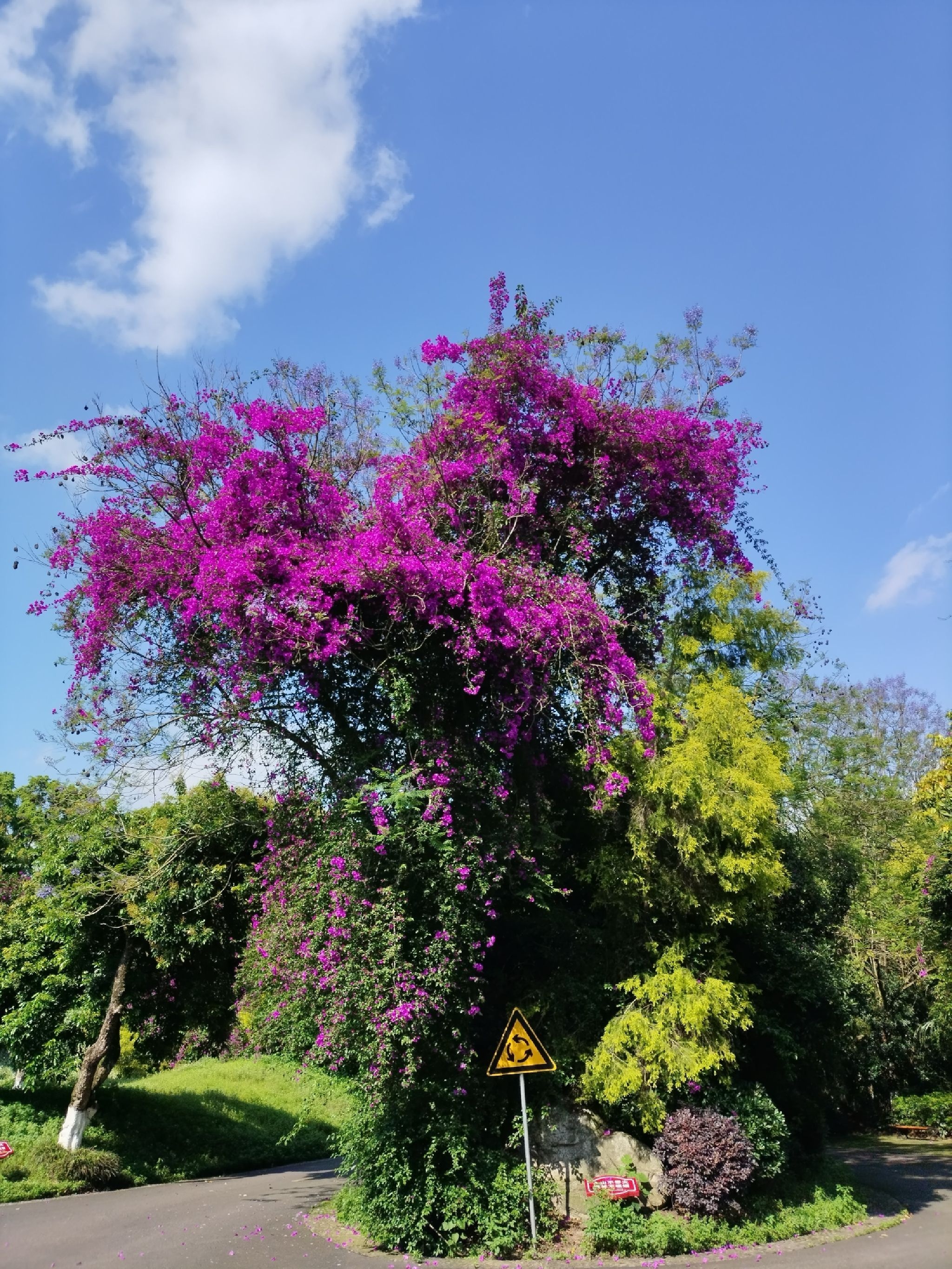 张坝桂圆林旅游区
