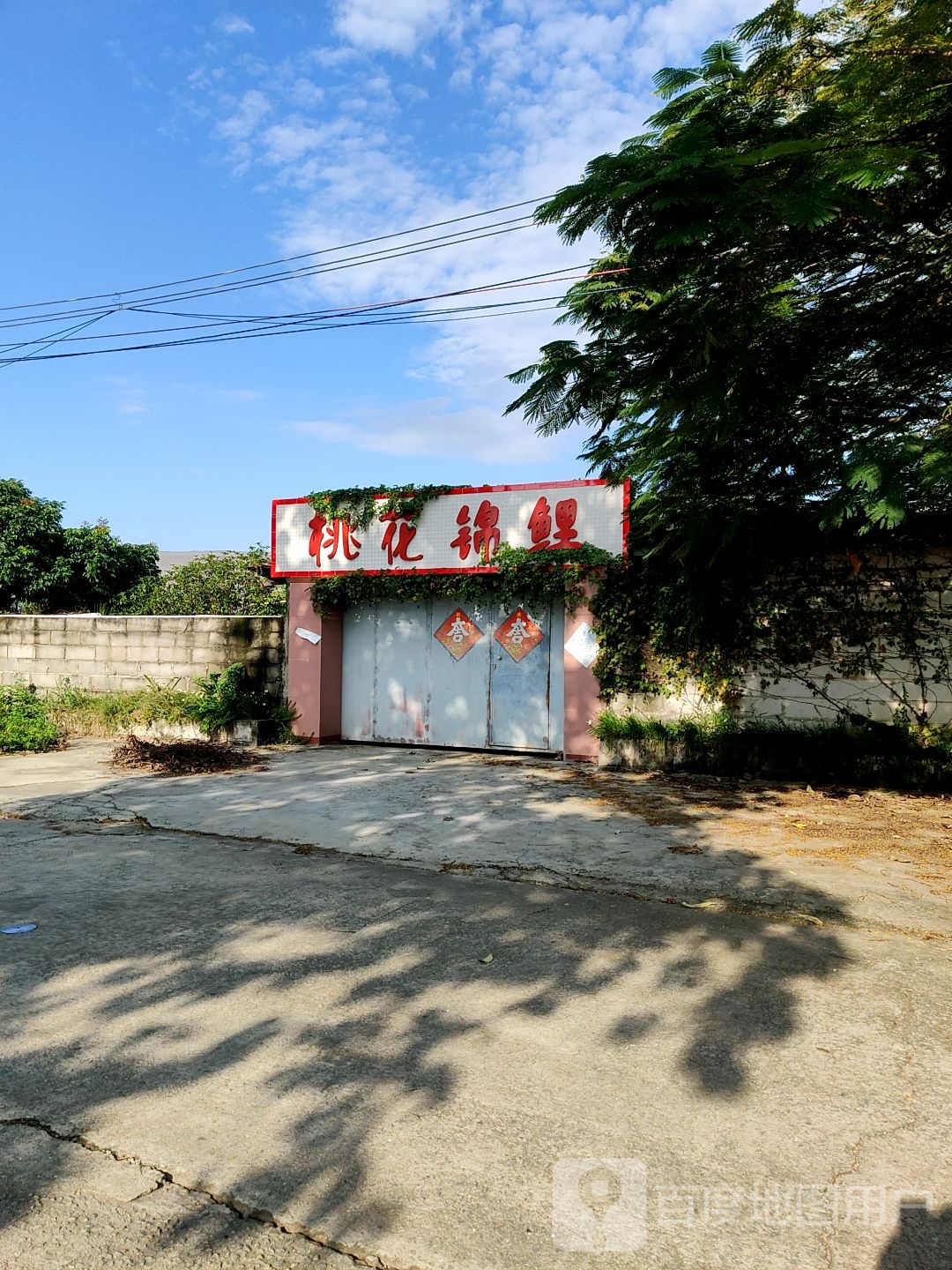 桃花锦鲤
