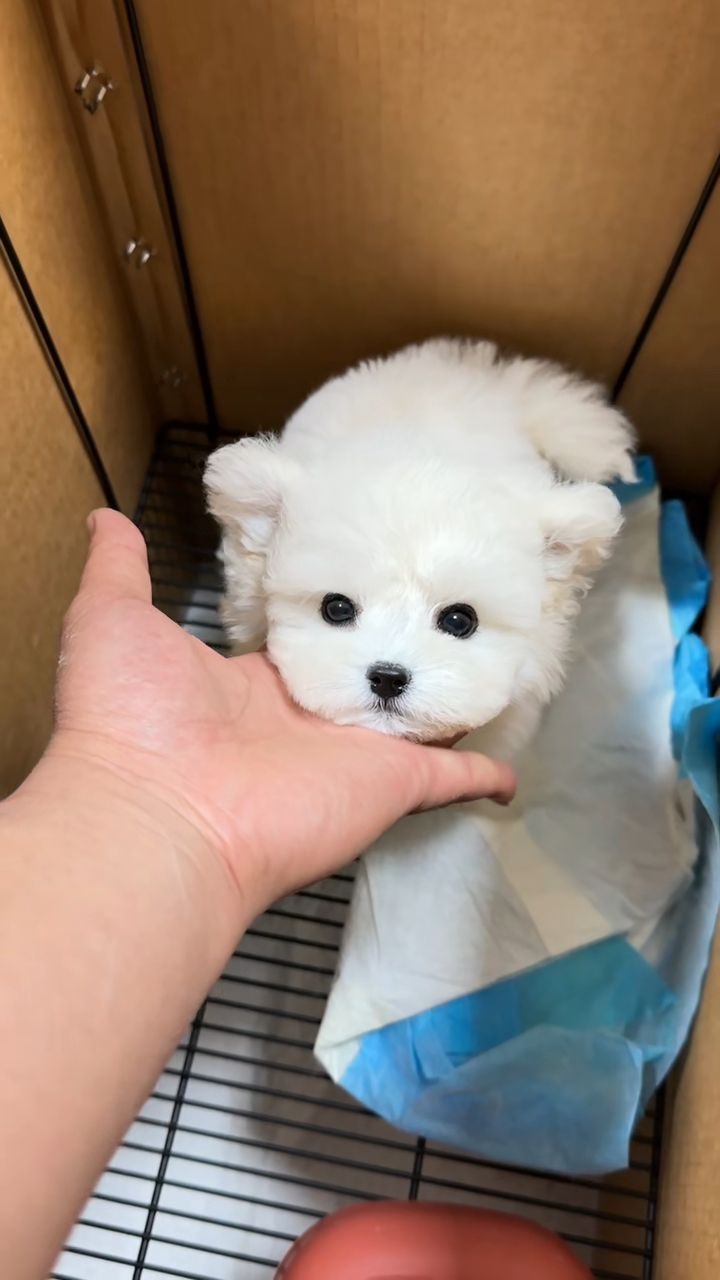 厦门茶三酒四宠物市场猫舍犬舍猫狗基地