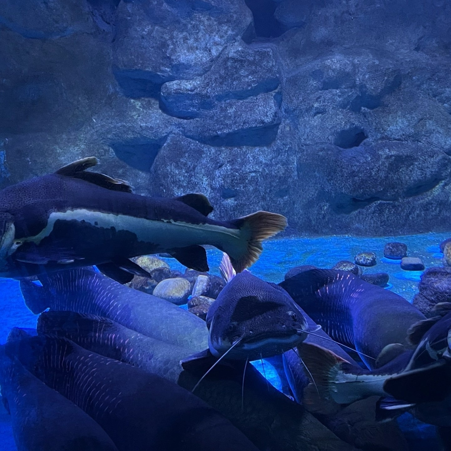 广汉海昌海洋探索馆