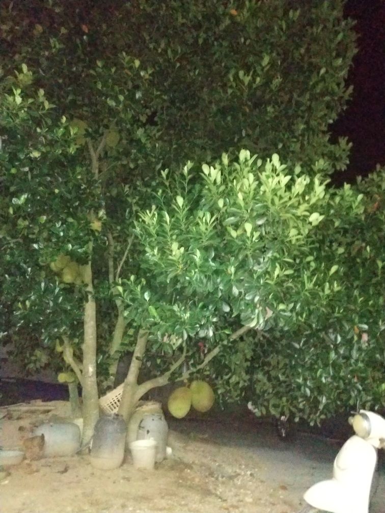 林屋露天游泳池