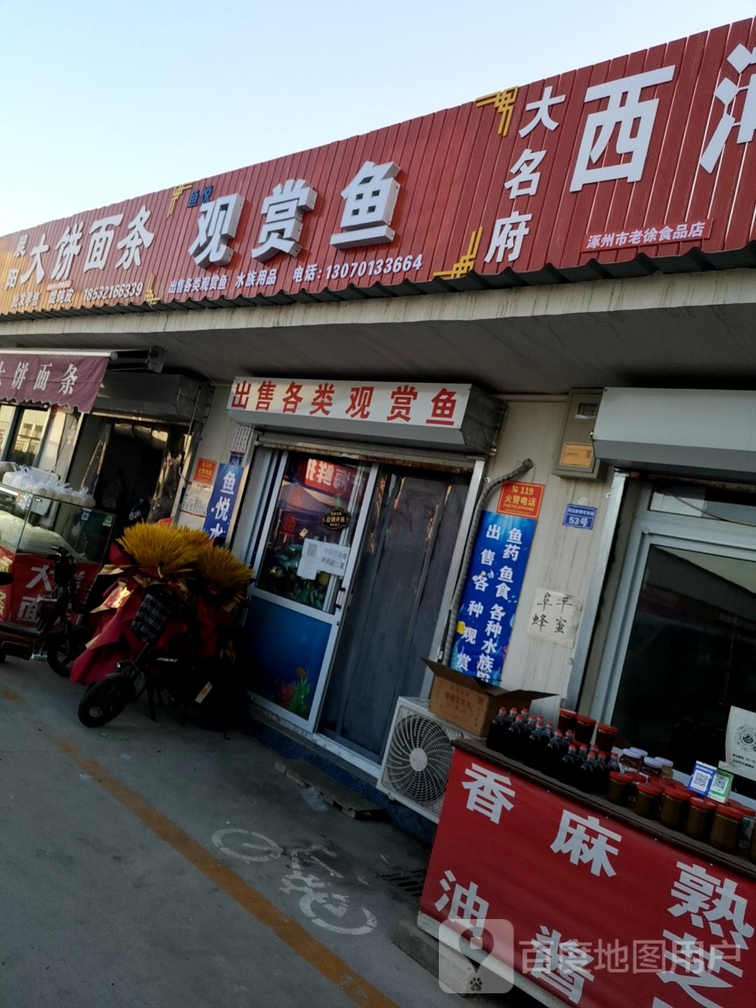 鱼悦观赏鱼