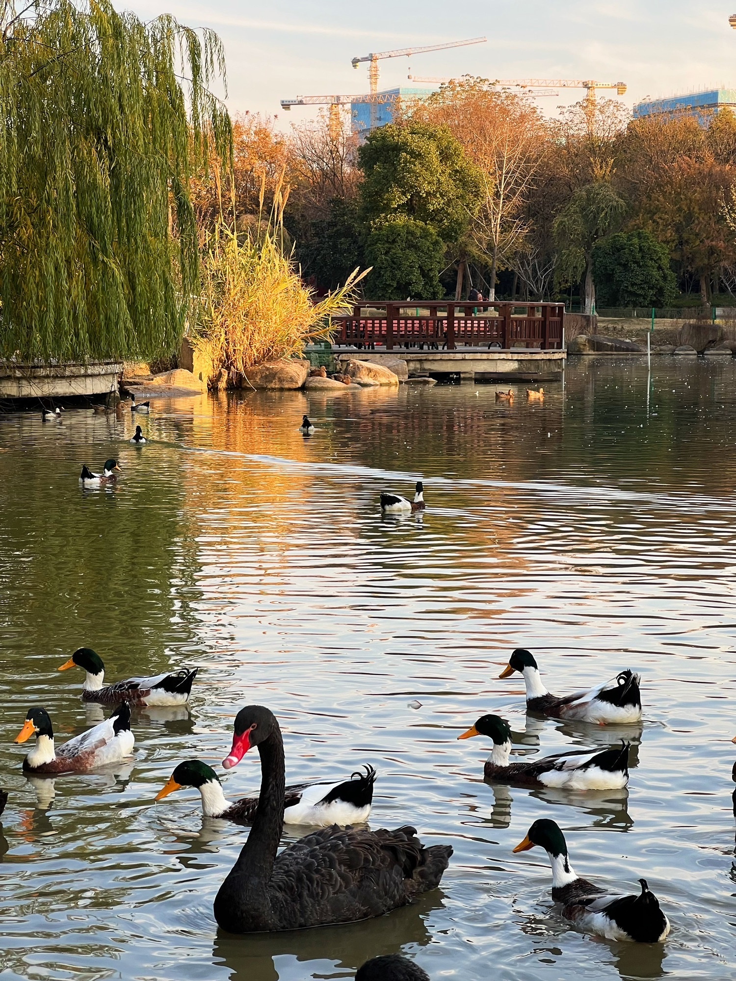大阳山植物园景区