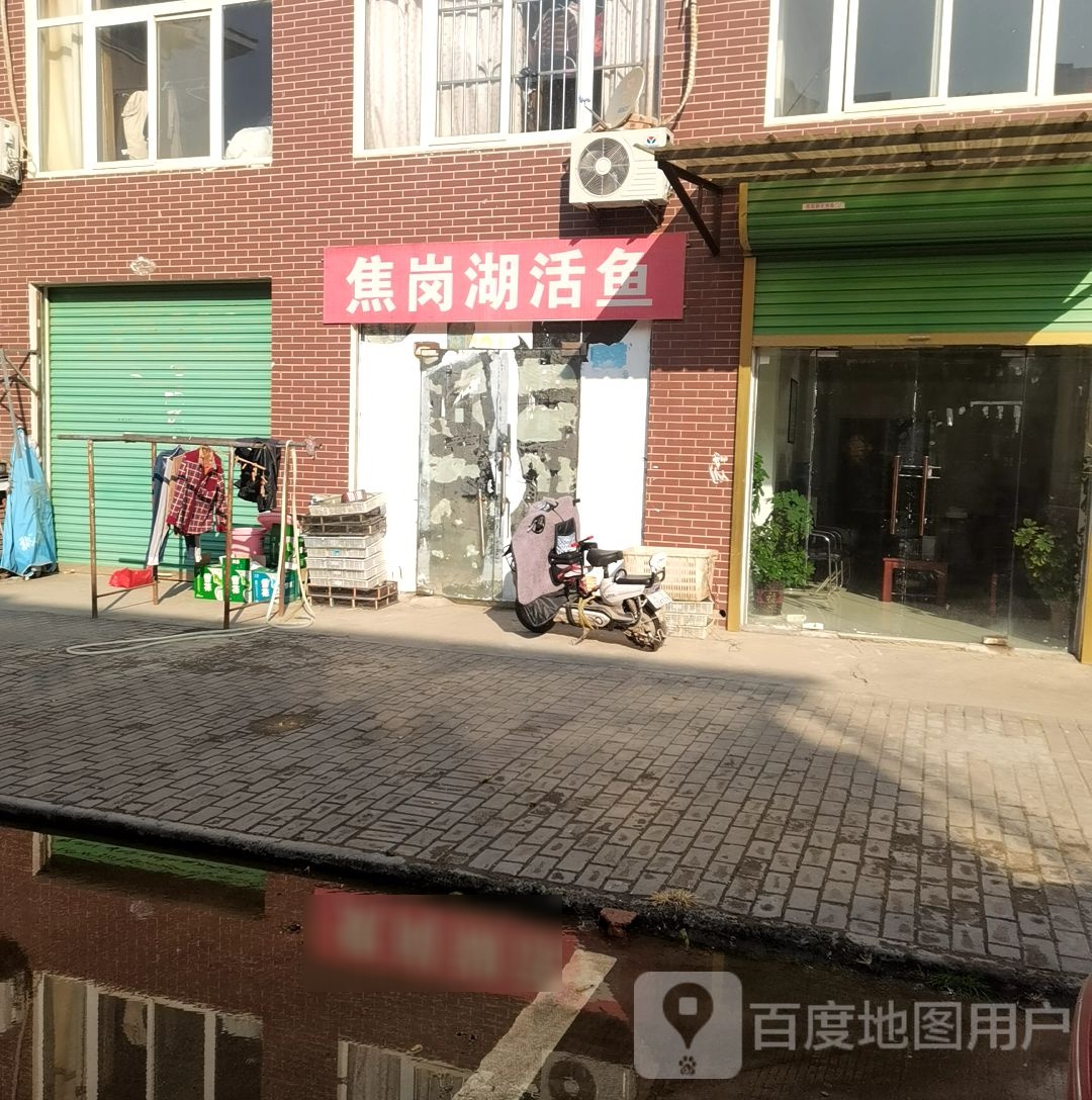 焦岗湖鱼鱼