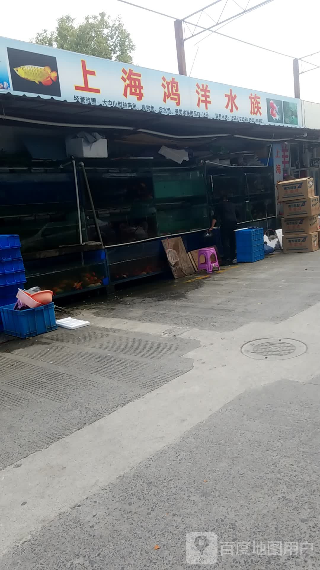 上海鸿洋水族(高潮水族批发市场店)