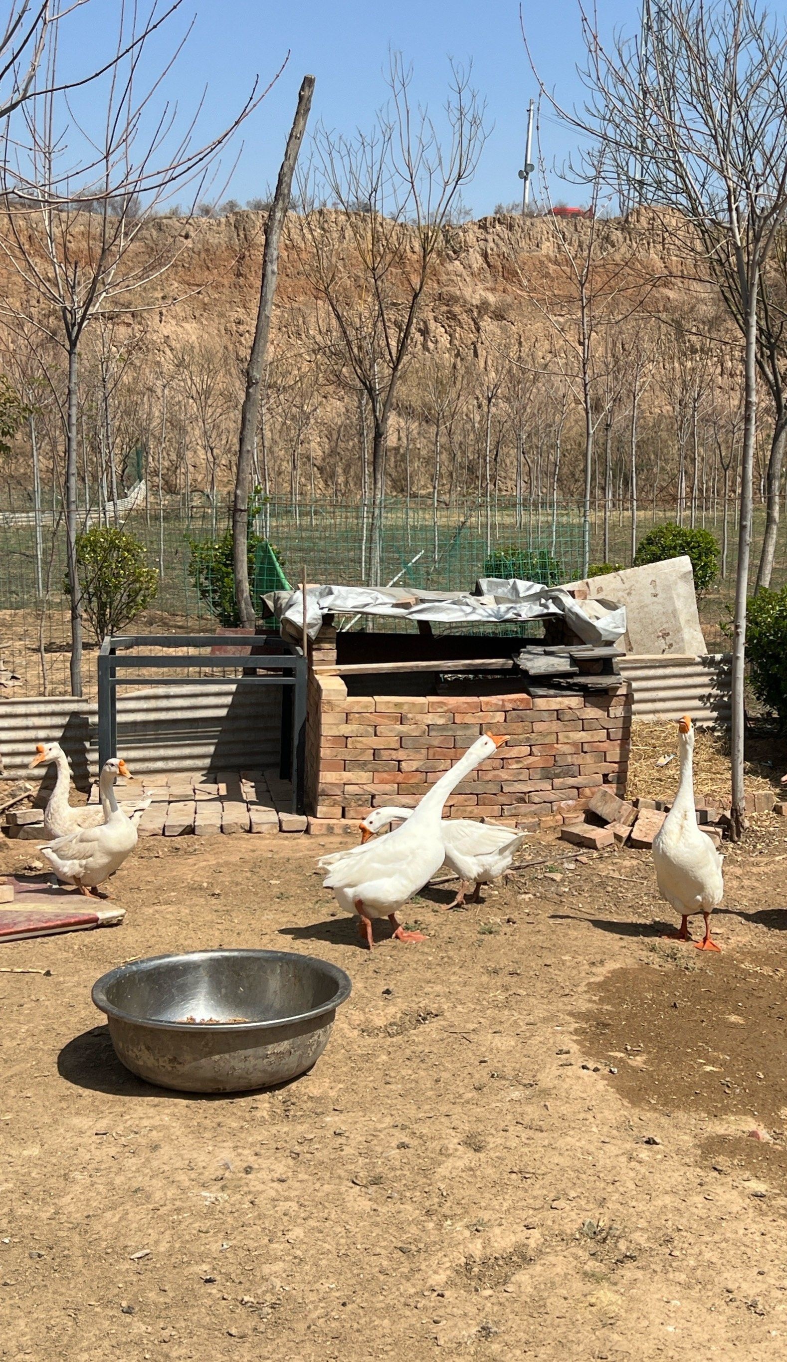 山东人家小院