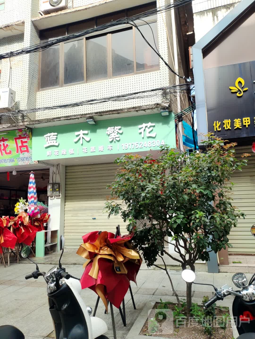 蓝木繁花