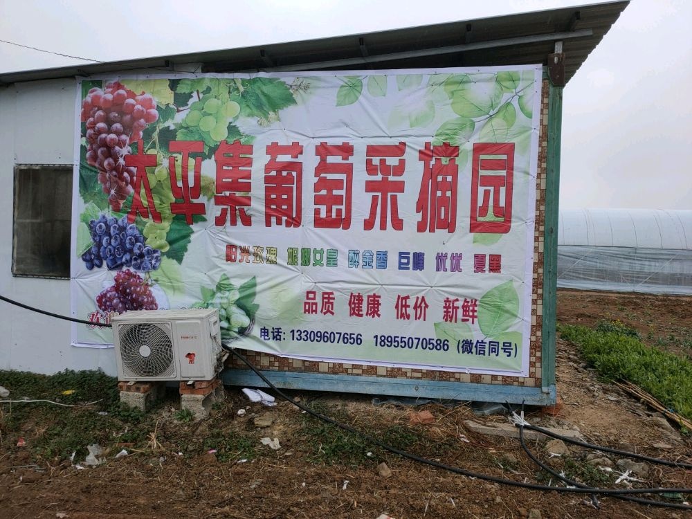 太平集葡萄采摘园