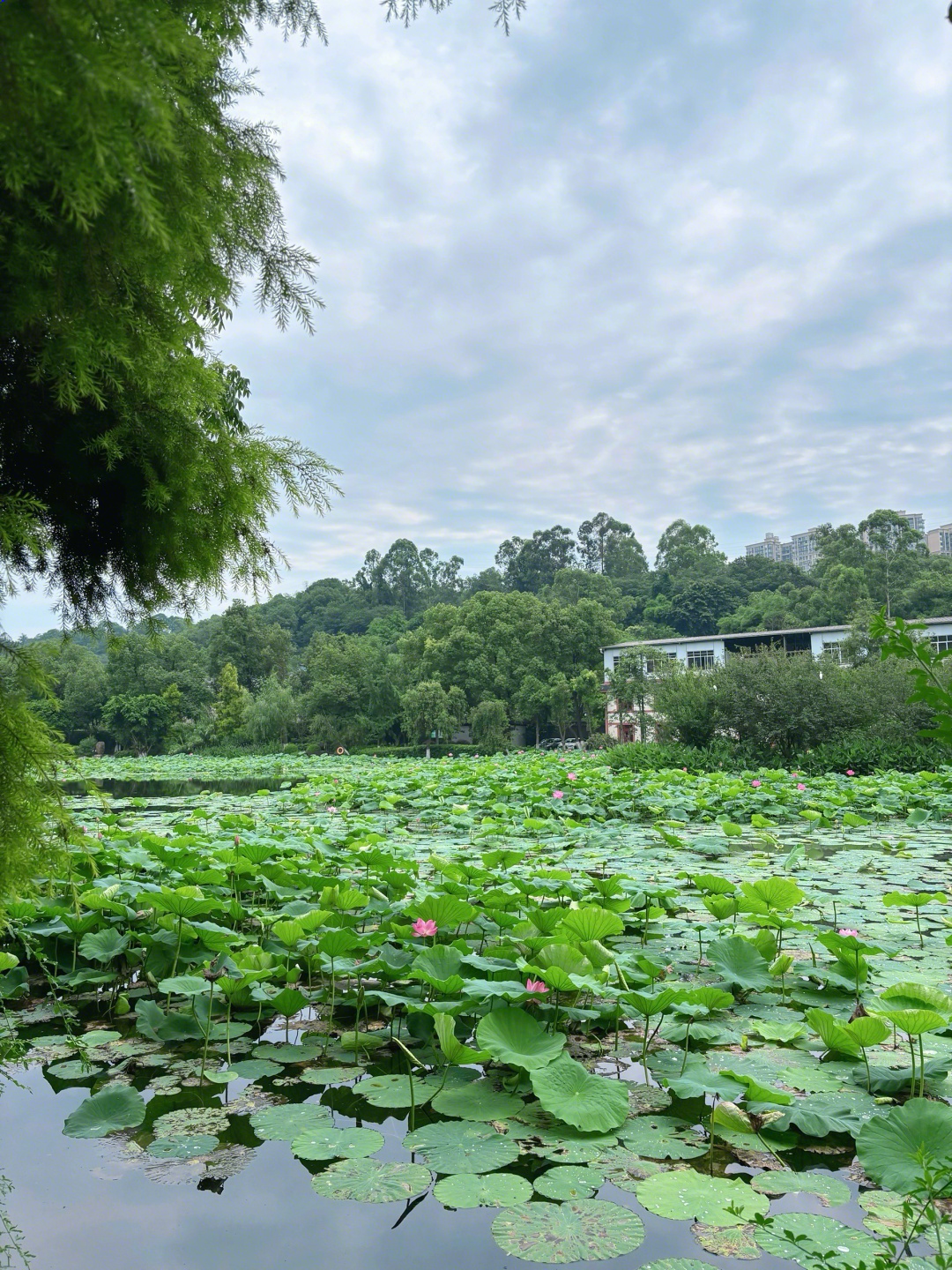 天池公园