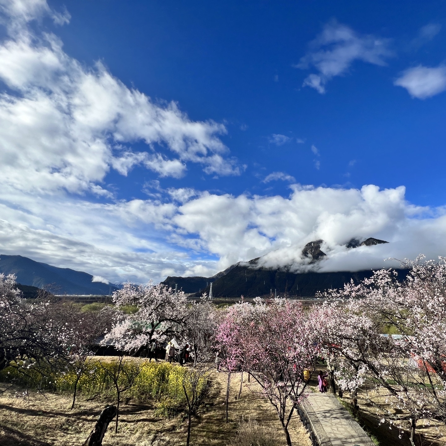 林芝桃花园