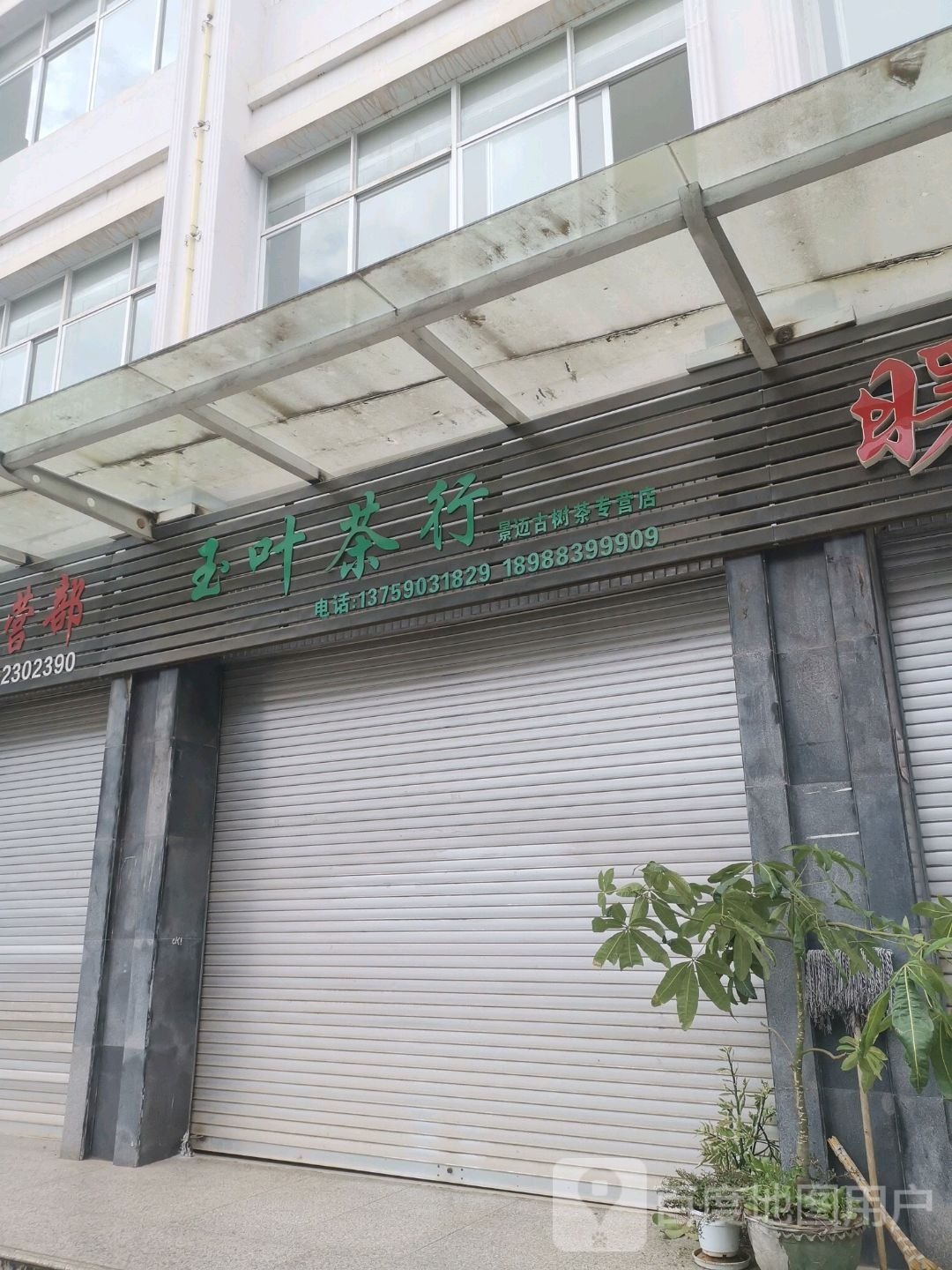 玉叶茶行