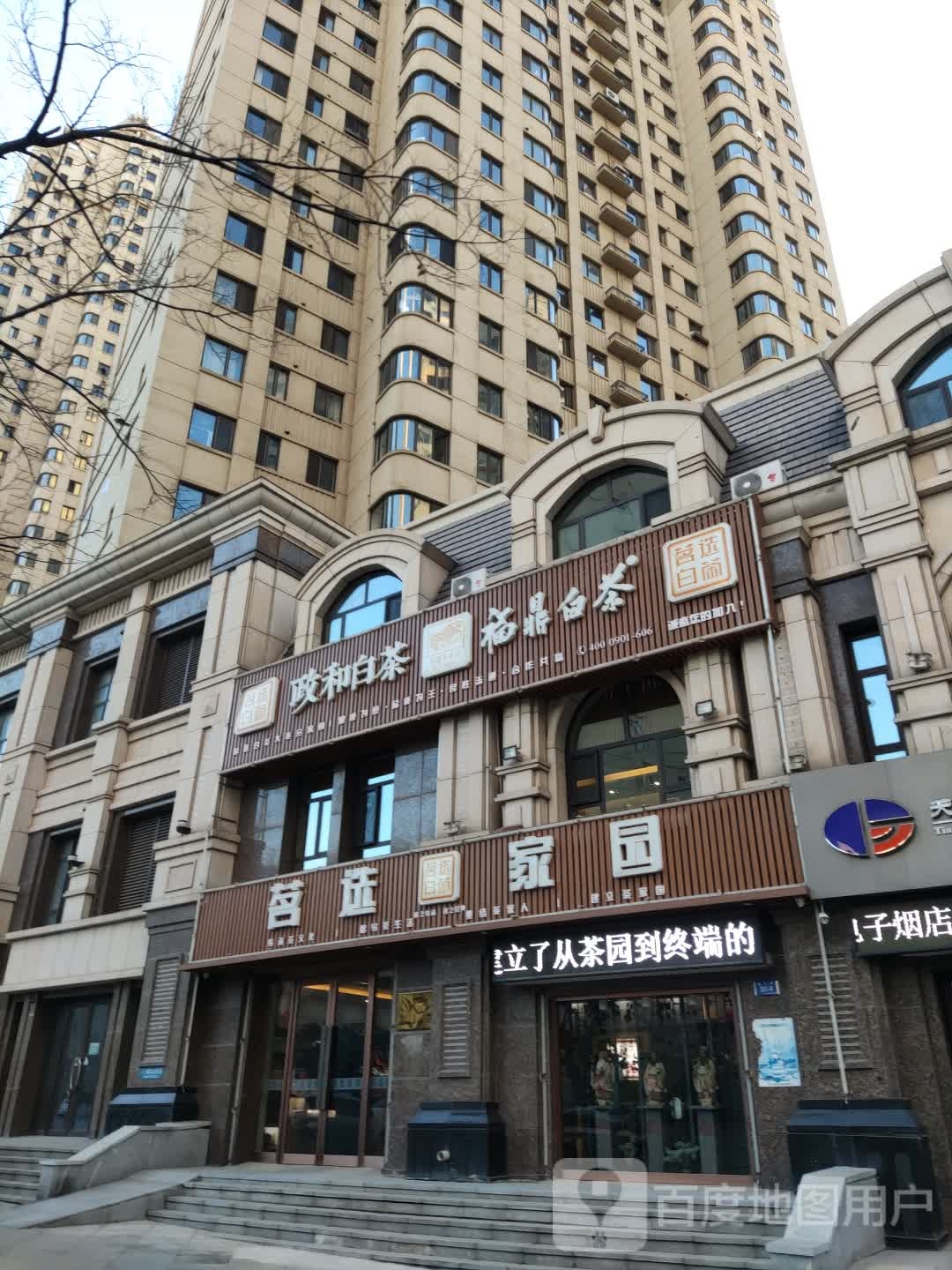 政和白茶福鼎白茶