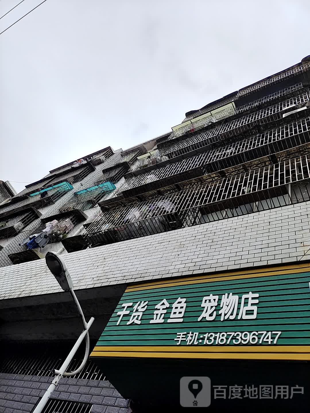 干货金鱼宠物店