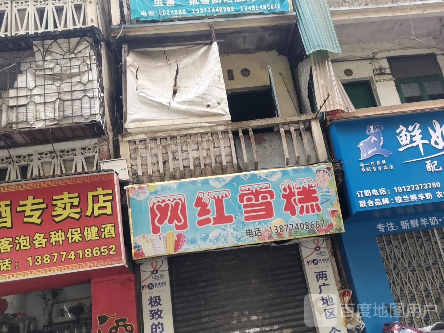 网红雪羔