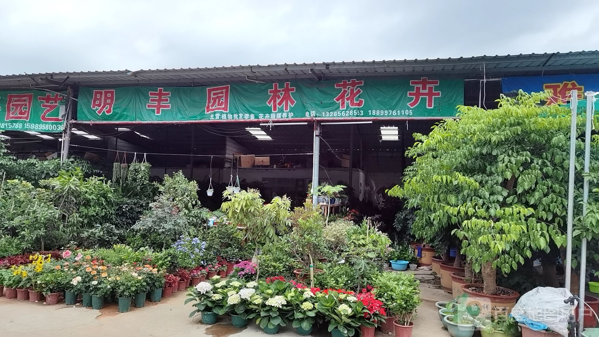 明丰园林花卉
