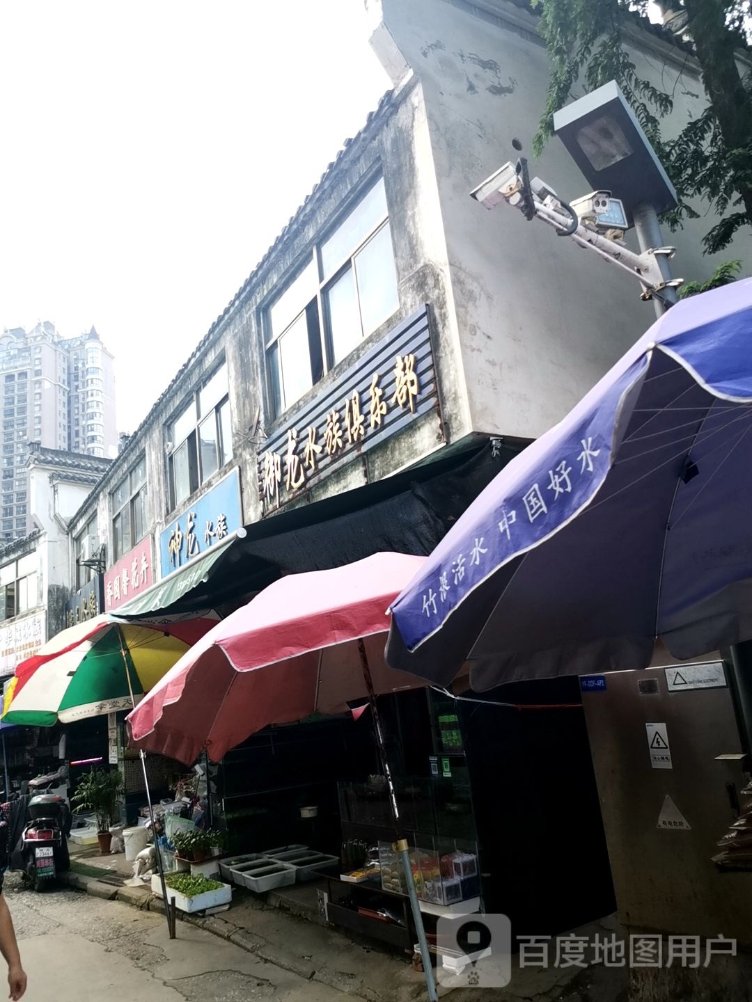 御龙水族俱乐部