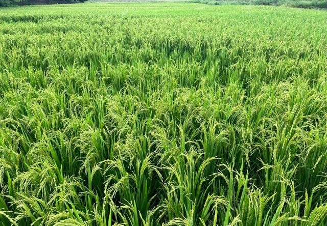 都市农业生态公园·稻香园