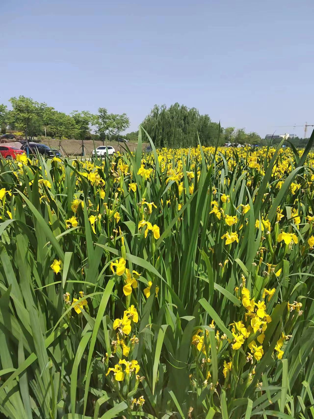 甘泉河湿地