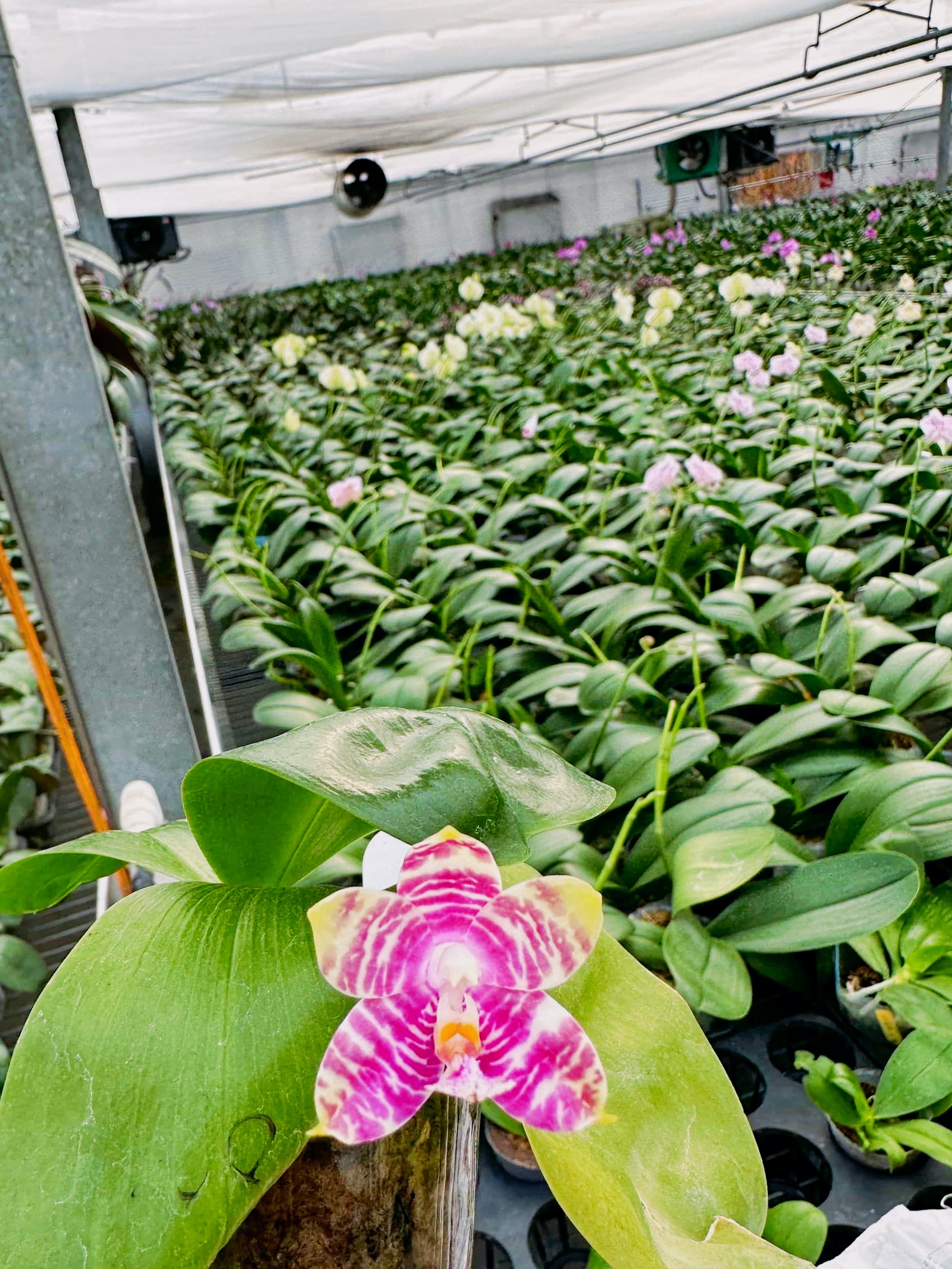 超群花卉