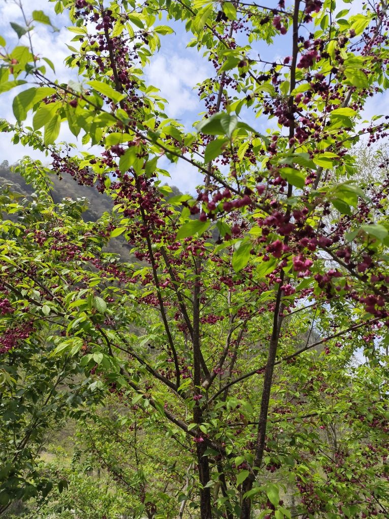 盐河镇