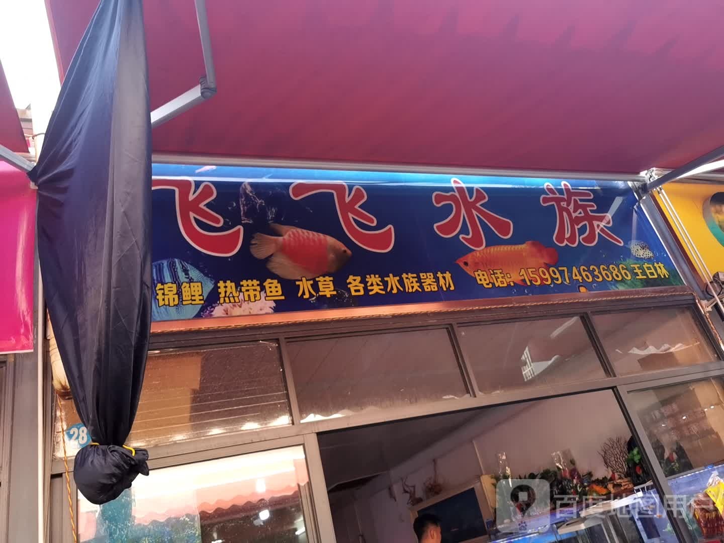 飞飞水族