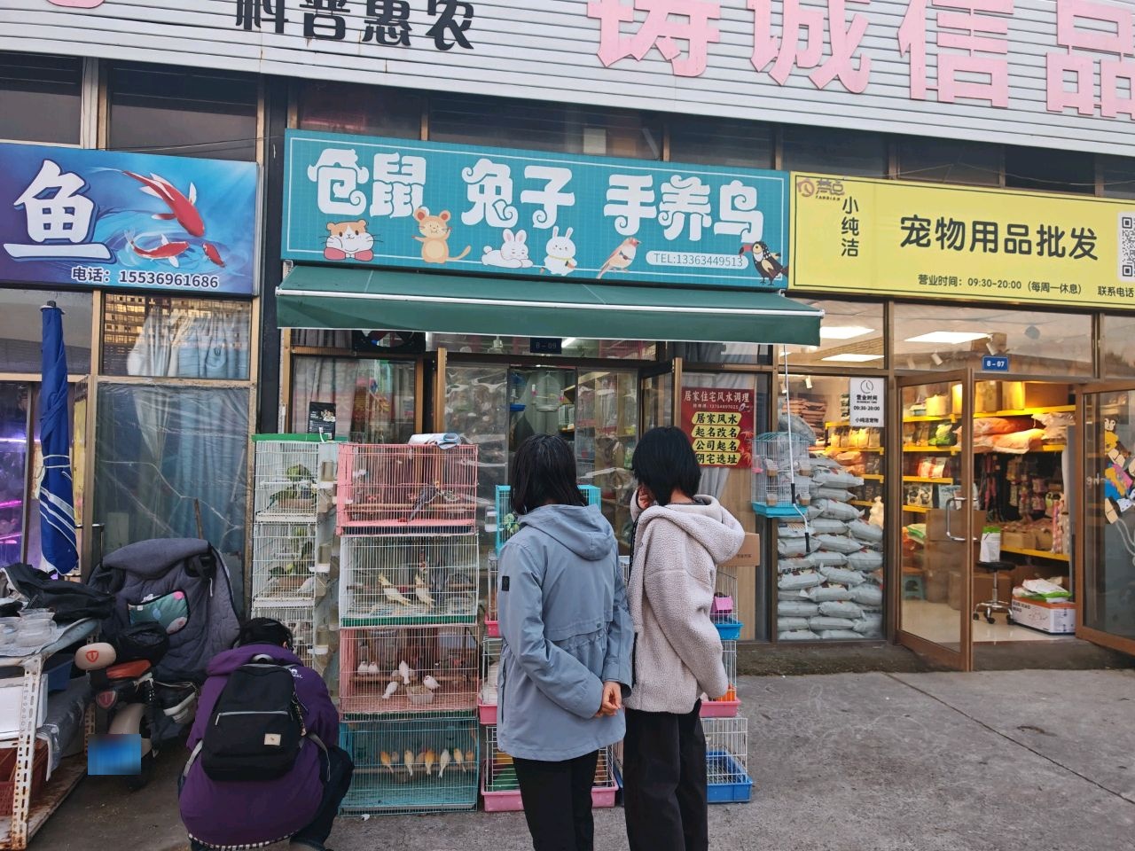 仓鼠兔子手养鸟