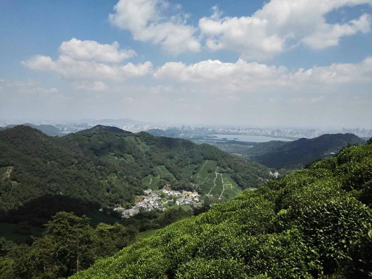 狮峰茶园