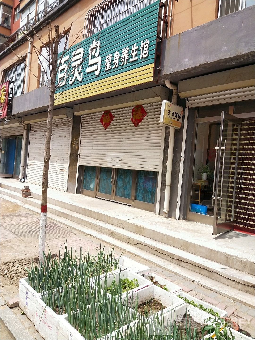 百灵鸟