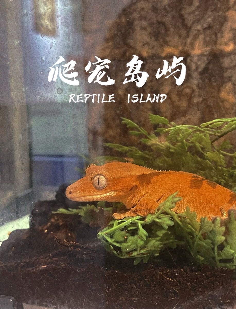 爬宠岛屿宠物店