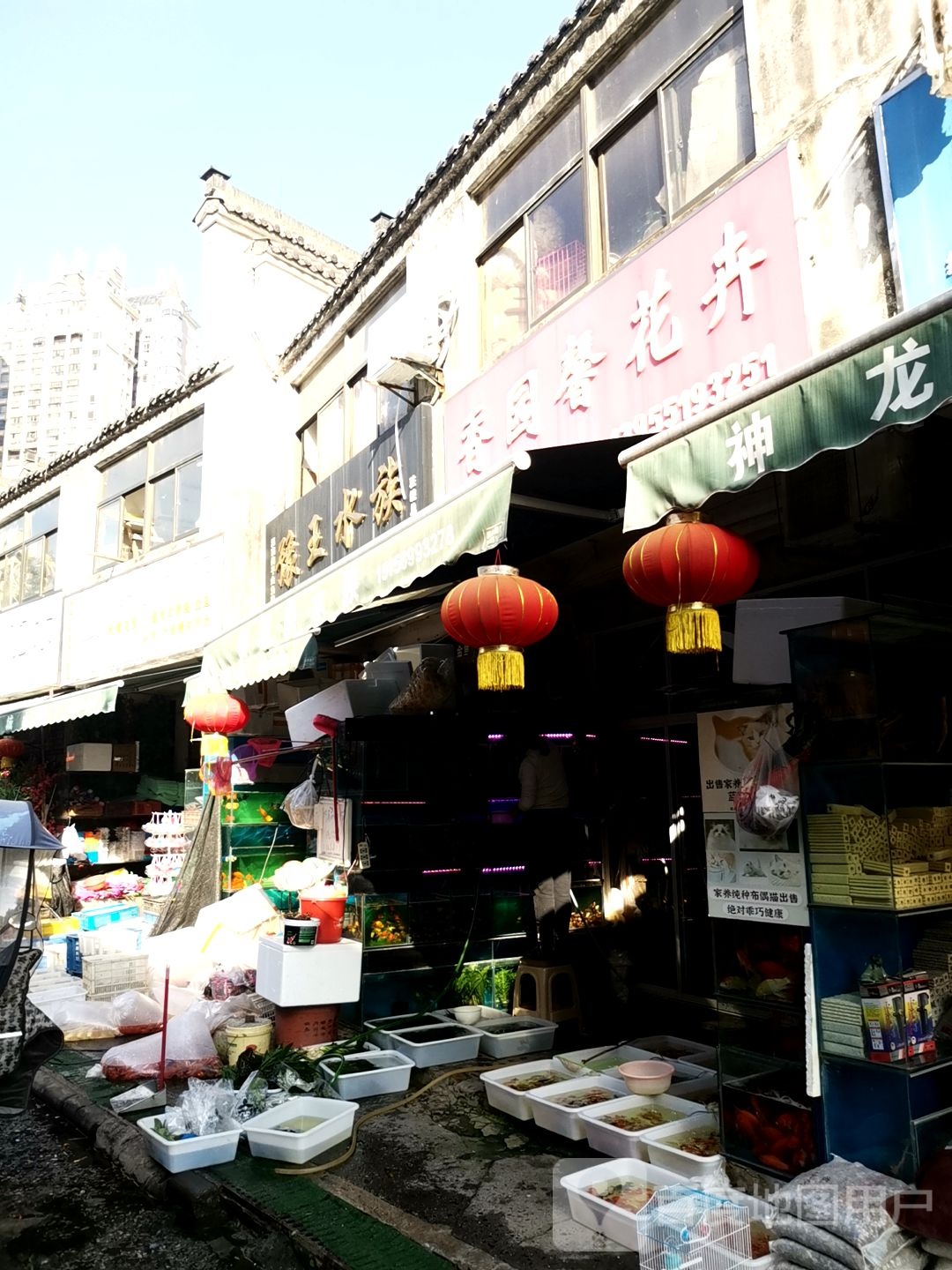 豫王水族(驻皖总经销)