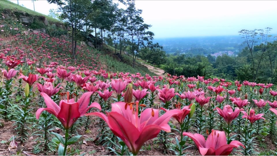 洛水药王山